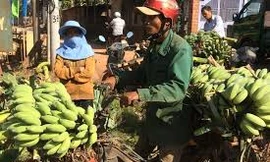 Chuối Tết bán tiền triệu