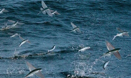 Loài cá sở hữu kỹ năng bay lượn như chim