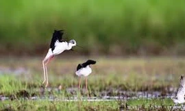 Ngắm những loài chim hoang dã ngay tại Hà Nội