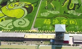 Nông dân biến cánh đồng lúa thành tranh nghệ thuật 