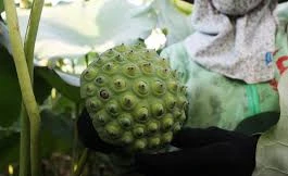 Nông dân thắng lớn, đút túi cả trăm triệu đồng nhờ trồng sen lấy hạt