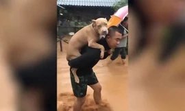 Người chủ cõng chó cưng ra khỏi lụt lội ở Thái Lan