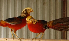 Nuôi chim trĩ bảy màu thu nửa tỷ đồng