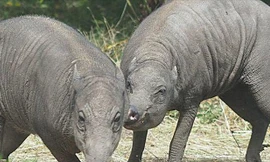 Cặp lợn 'xấu xí nhất thế giới' đến London để nhân giống