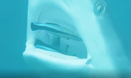 Đàn cá lao thẳng vào miệng cá mập để 'đánh răng'