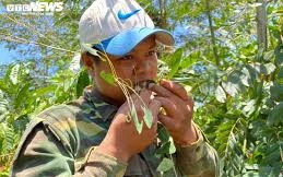 Xem người dân bắt sâu muồng để làm thức ăn