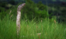 Trăn đá mang thai siết chết thỏ