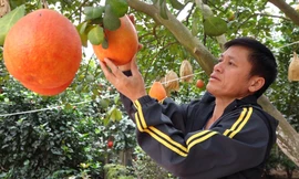 Kiếm trăm triệu từ bưởi đỏ bán Tết