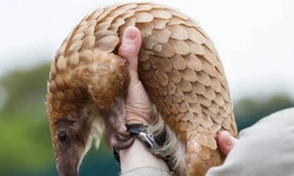 Virus lây nhiễm từ động vật sang con người bằng cách nào?