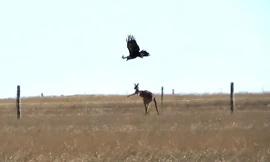 Đại bàng đói quyết liệt tấn công kangaroo