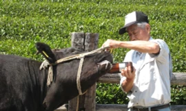 Tại sao bò Wagyu có giá tới 400.000 USD?