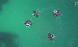 Cá đuổi tạo xoáy nước để 'quây' con mồi