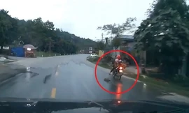 Xế nữ đạp chó chạy băng qua đường để tránh tai nạn