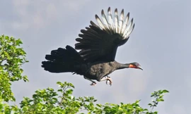 Loài chim tái xuất sau gần 100 năm tuyệt chủng