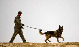 Chó nghiệp vụ quân đội Mỹ được huấn luyện như thế nào?