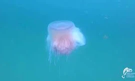 Sứa hồng khổng lồ xuất hiện lần thứ tư trong lịch sử