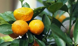 Độc đáo quất bonsai hình đĩnh vàng