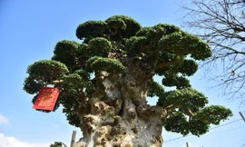 Đại gia chi 10 tỷ đồng không mua nổi cây duối cổ