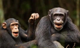 Động vật 'nói' với nhau như thế nào