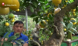 Cây bưởi cổ thụ thế “bạt phong hồi đầu” giá trăm triệu gây sốt ở Hưng Yên