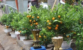 Chán mai, đào siêu to khổng lồ, dân Hà Nội chuyển sang chơi cây cảnh mini