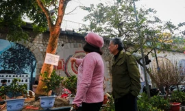 Ngỡ ngàng cây mai hơn trăm tuổi 'giá sốc' 4 tỷ, chờ đại gia chở về