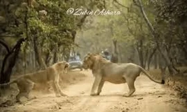 Sư tử cái gầm gào, tát liên tiếp vào mặt con đực