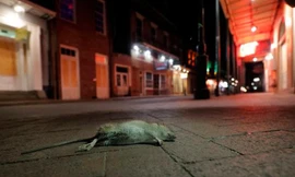 Sau lệnh phong tỏa, chuột tràn ra khắp đường phố New Orleans