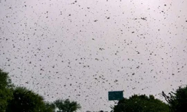 Kinh hoàng ‘bão’ châu chấu sa mạc bay kín trời ở Ấn Độ