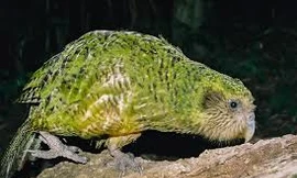 Loài vẹt béo nhất thế giới, chỉ biết trèo chứ không thể bay