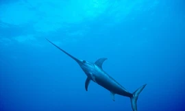 Loài cá có tốc độ hơn 100 km/h, nhanh nhất dưới đại dương