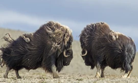 Bò xạ hương quyết đấu dành ‘bạn tình’