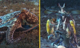 Cuộc đọ sức 'một 9 một 10' giữa bạch tuộc và bề bề