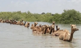 Nghề nuôi lạc đà biết bơi chỉ có ở Ấn Độ