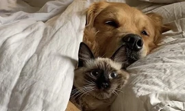 Phản ứng ‘cực gắt’ của chú mèo khi chung chăn với chó