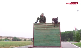 Chó nghiệp vụ bật tường 2m, chạy liên tục 3km chuẩn bị cho Army Games 2020