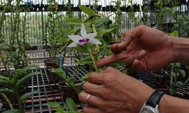 Chi 32 tỷ đồng mua 3 cây lan đột biến