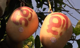 In chữ thư pháp lên quả xoài bán Tết