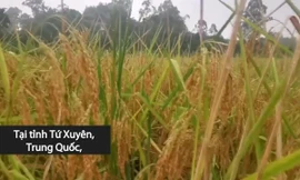 Tận mắt chiêm ngưỡng giống lúa cao bằng đầu người