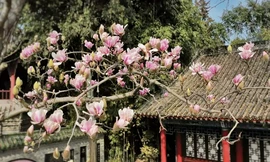 Cây mộc lan 400 năm tuổi nở hoa