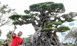 Bán nhà mua cây sanh cổ tiền tỷ