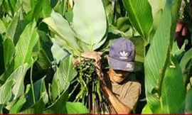 Người dân Lâm Đồng 'hốt bạc triệu’ từ lá dong ngày Tết