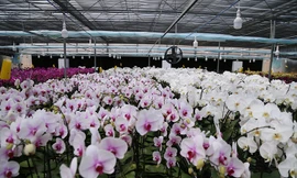Lan hồ điệp nở rộ trong vườn công nghệ cao