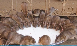 Ngôi đền tại Ấn Độ là nơi ở của hơn 25.000 con chuột