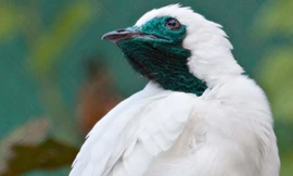 Chim đực hót mời gọi con cái to như tiếng máy cưa