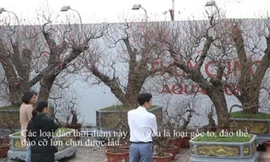 Cây đào gốc 'khủng' giá hàng chục triệu đồng ra phố đón Tết Canh Tý