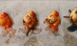 Bể cá cảnh đẹp như mơ giá nửa tỷ đồng chết sạch chỉ vì sự cố