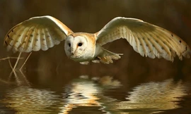 Loài chim bay không gây tiếng động