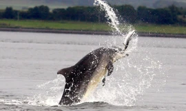 Cá heo mũi dài khuấy bùn bắt cá