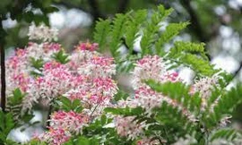 Ngắm muồng hoa đào bung nở đẹp mê hồn ở Hà Nội